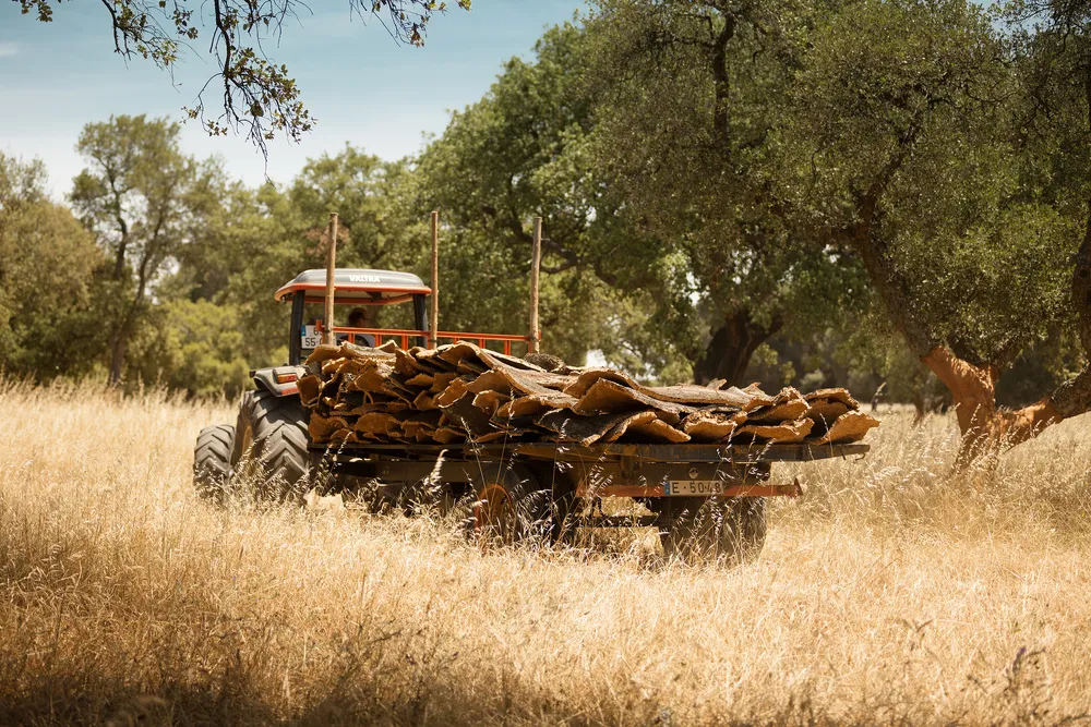 Traktor mit Anhänger voller geernteter Korkrinde